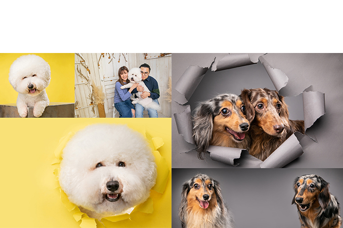 相信各位主人們都深知為寵物拍照絕對是一個挑戰，你想拍牠正面時牠就向左望，你轉拍左面牠就望向右面，總之牠就不會順你意，讓你拍好一張照。不過，SENS Pet Studio的攝影團隊擁有豐富寵物攝影的經驗